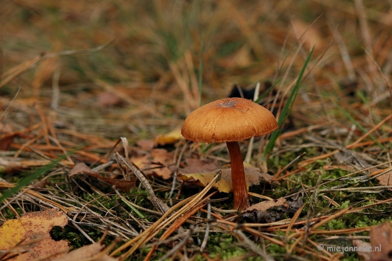 DSC_4881.JPG - Hamont
