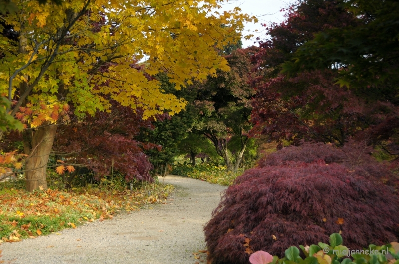 DSC_0445.JPG - Herfst in Arcen