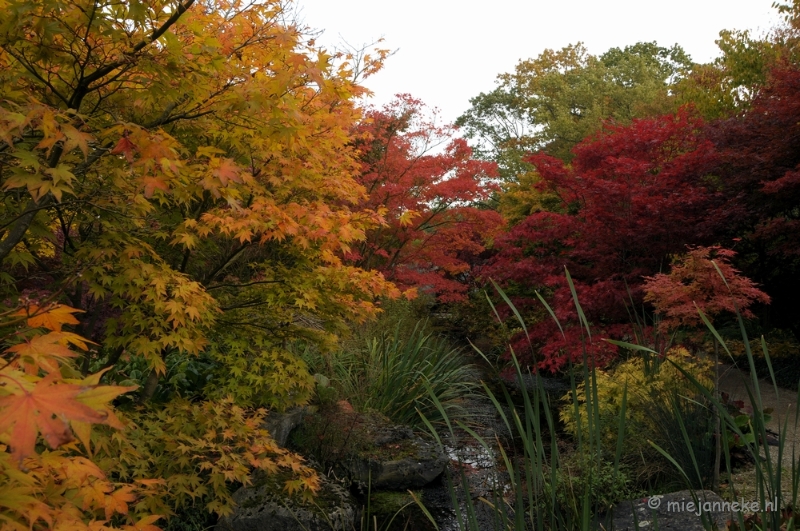 DSC_0495.JPG - Herfst in Arcen