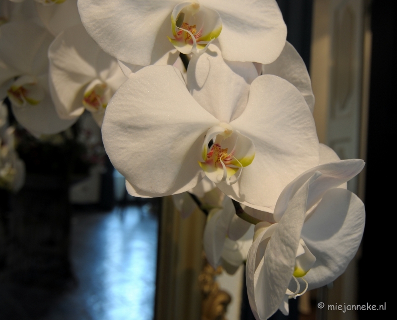 DSC_0062.JPG - Orchiade