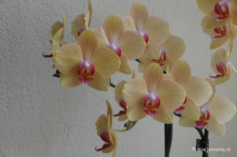DSC_0588.JPG - Orchiade
