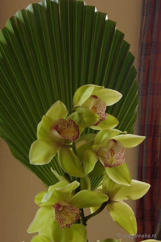DSC_0609.JPG - Orchiade