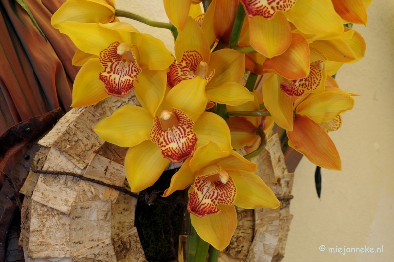 DSC_0638.JPG - Orchiade