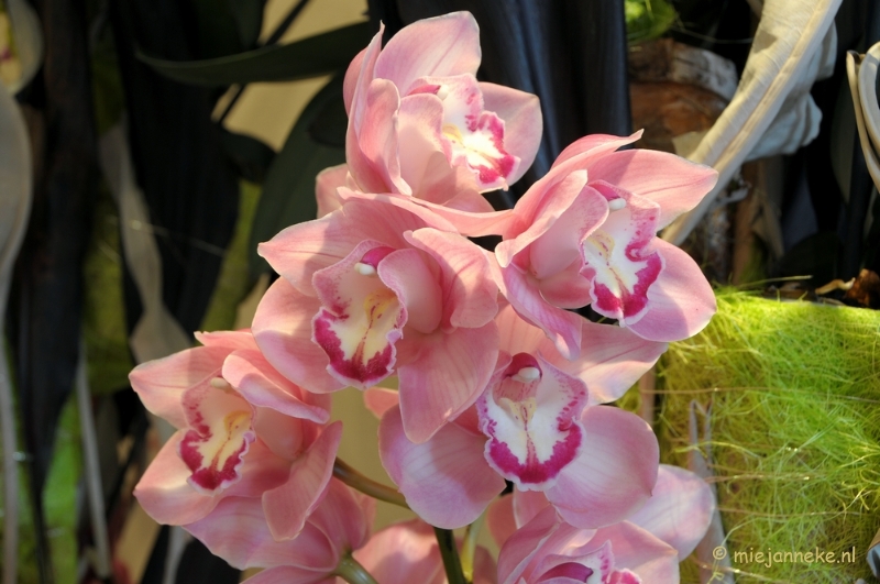 DSC_0644.JPG - Orchiade