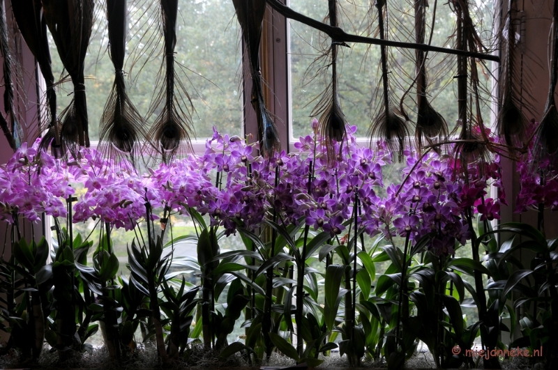 DSC_0665.JPG - Orchiade