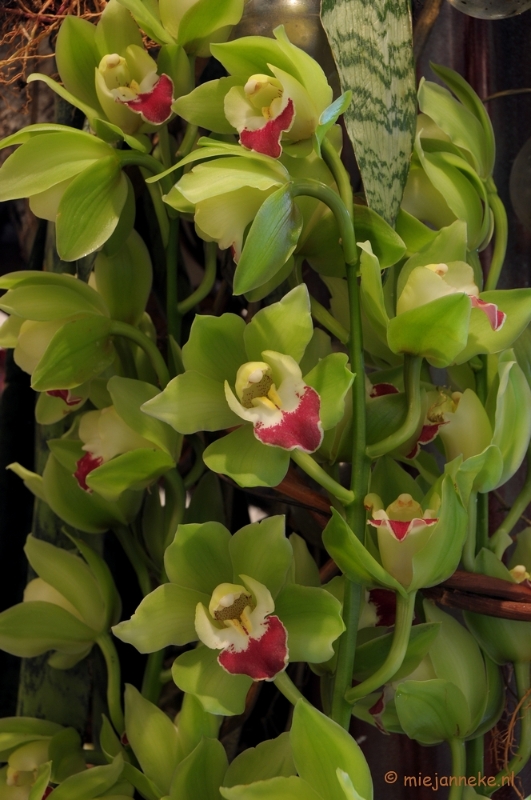 DSC_0774.JPG - Orchiade