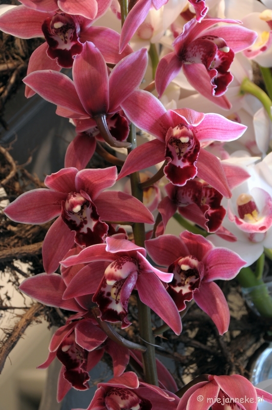 DSC_0775.JPG - Orchiade