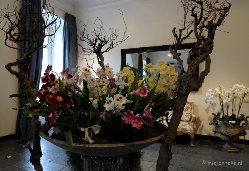 DSC_0049.JPG - Orchiade