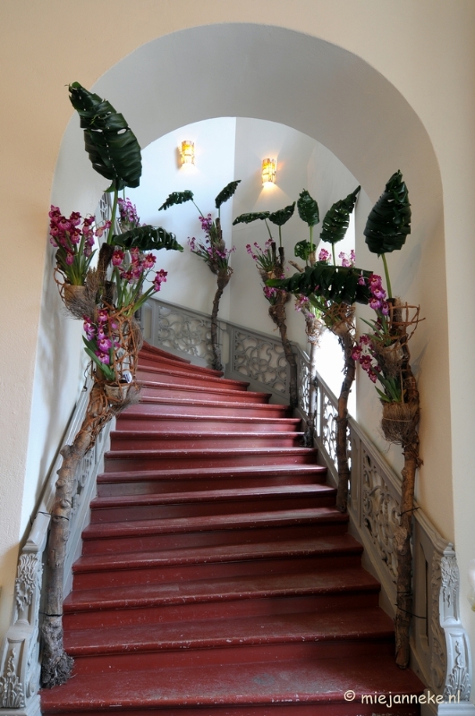DSC_0074.JPG - Orchiade