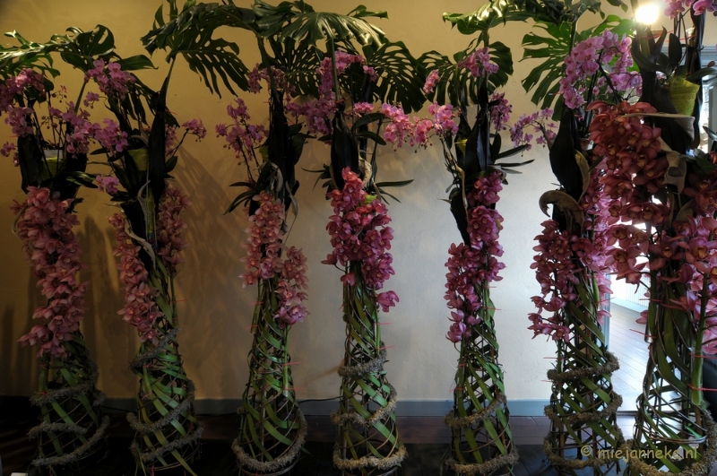 DSC_0158.JPG - Orchiade