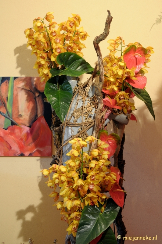 DSC_0706.JPG - Orchiade