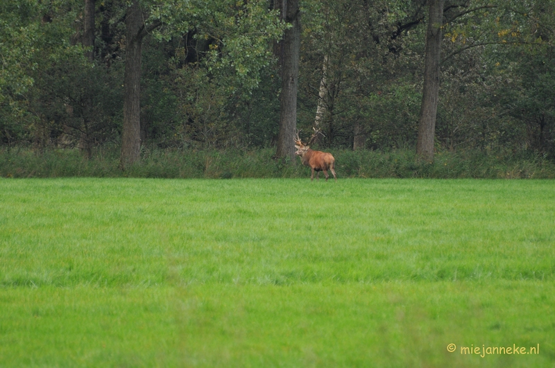 DSC_7815.JPG - Herten Bronstijd