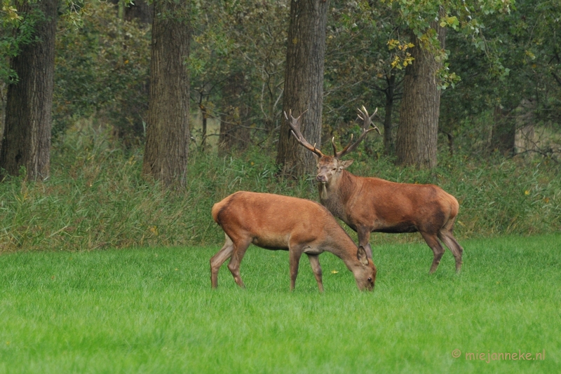 DSC_7868.JPG - Herten Bronstijd