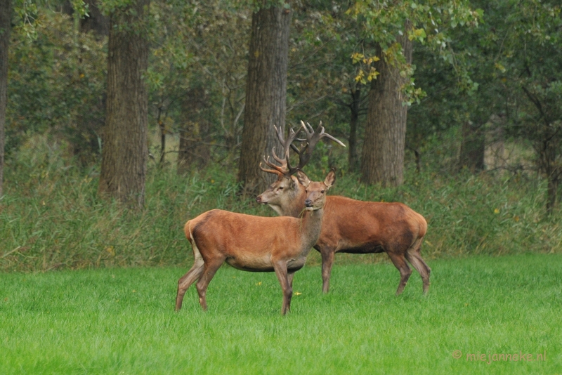 DSC_7872.JPG - Herten Bronstijd