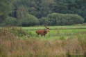 Weerterbossen avond excursie Oktober