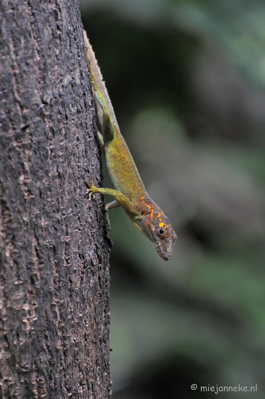 DSC_8154a.JPG - Burgers zoo