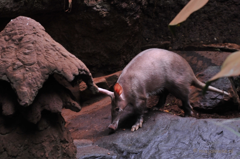 DSC_8183.JPG - Burgers zoo