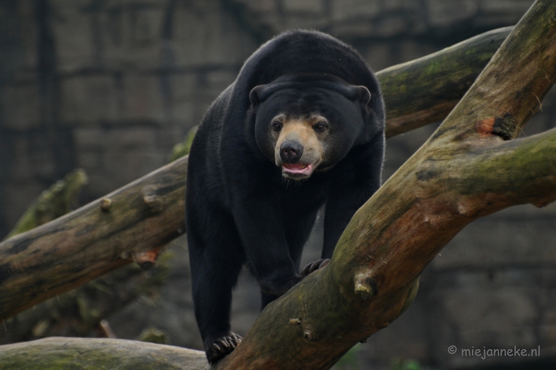 DSC_8344.JPG - Burgers zoo