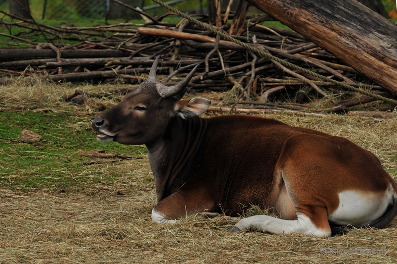 DSC_8366.JPG - Burgers zoo