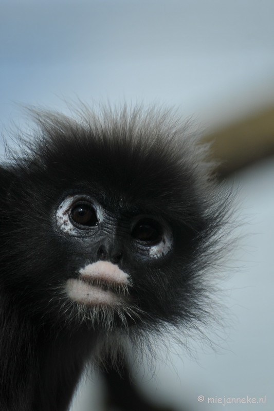 DSC_8376.JPG - Burgers zoo