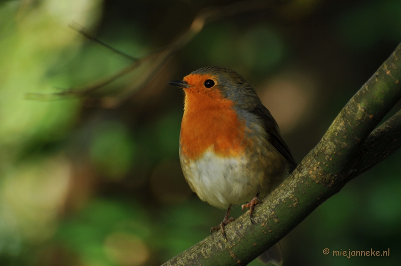 DSC_8486.JPG - Burgers zoo