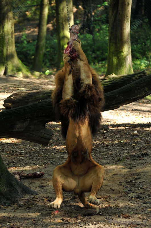 DSC_8630.JPG - Burgers zoo