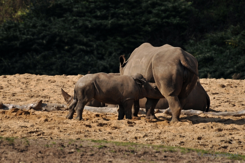 DSC_8673.JPG - Burgers zoo