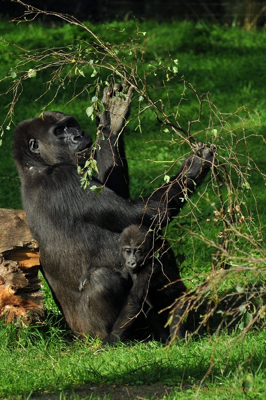 DSC_8873.JPG - Burgers zoo