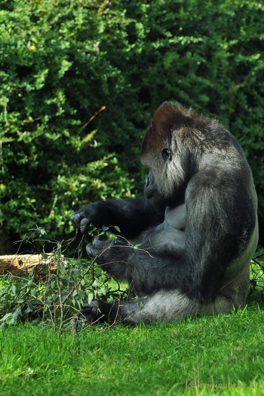 DSC_8889.JPG - Burgers zoo