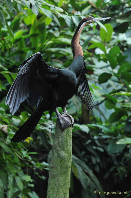 DSC_8937.JPG - Burgers zoo