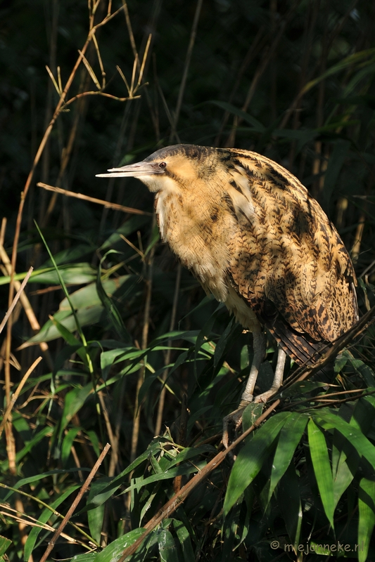 DSC_8980a.JPG - Burgers zoo