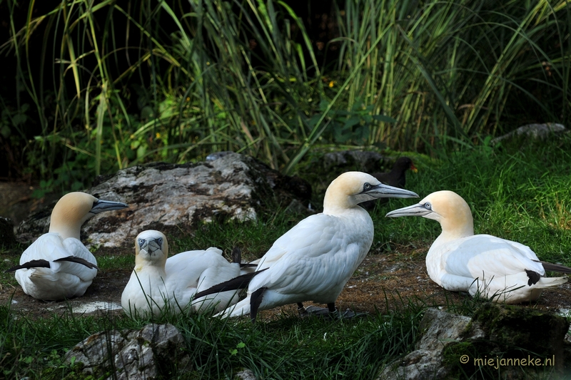 DSC_8992a.JPG - Burgers zoo