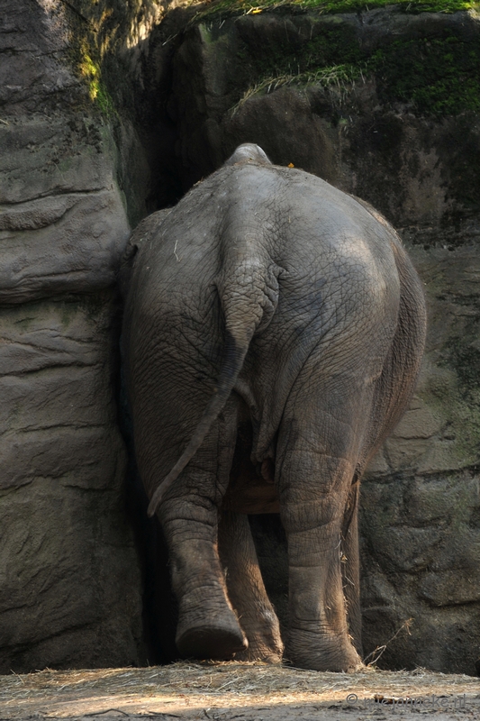 DSC_8996.JPG - Burgers zoo