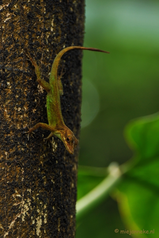 DSC_9013a.JPG - Burgers zoo