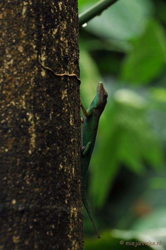 DSC_9031a.JPG - Burgers zoo