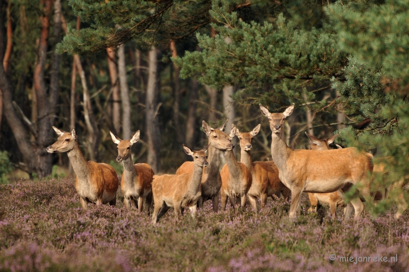 DSC_5186.JPG - De afwachtende dames