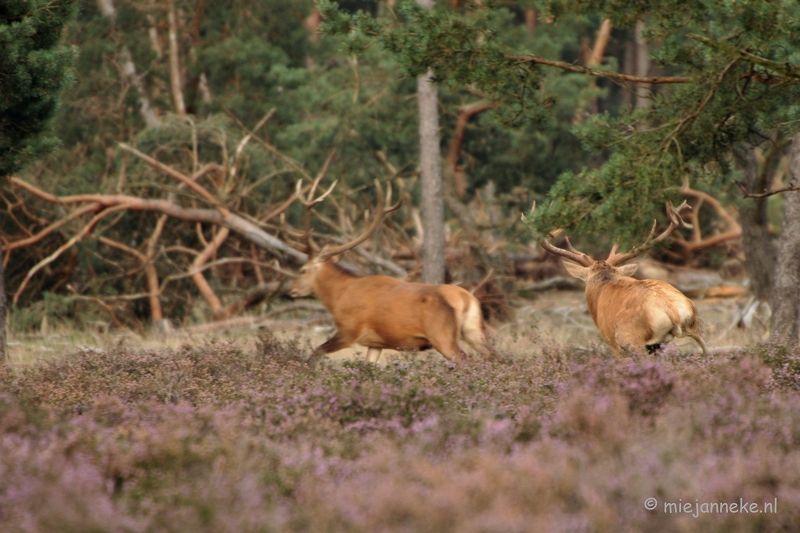 DSC_5771.JPG - Wegwezen was de boodschap.