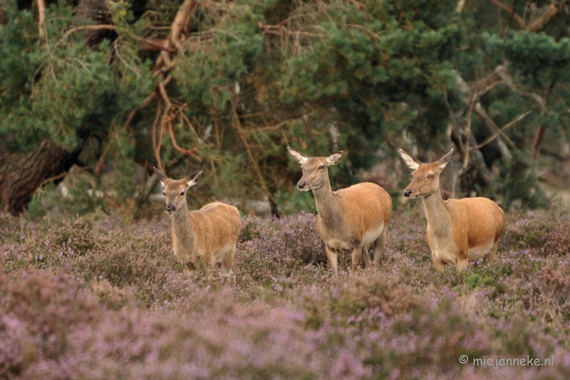 DSC_5961.JPG - Zij zijn onder de indruk