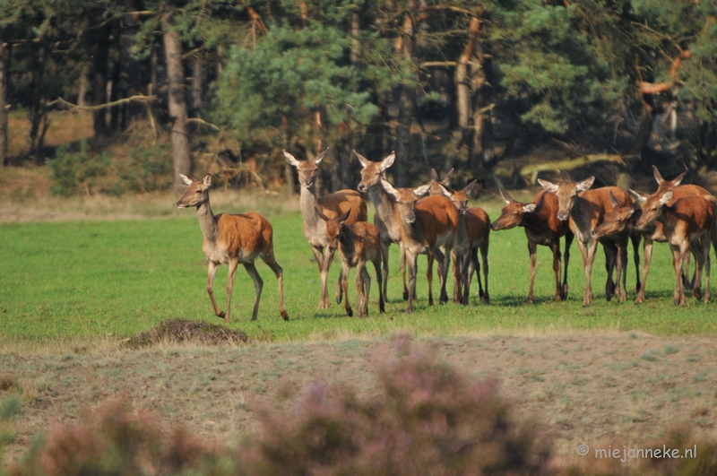 DSC_7600.JPG - Bronstijd Veluwe