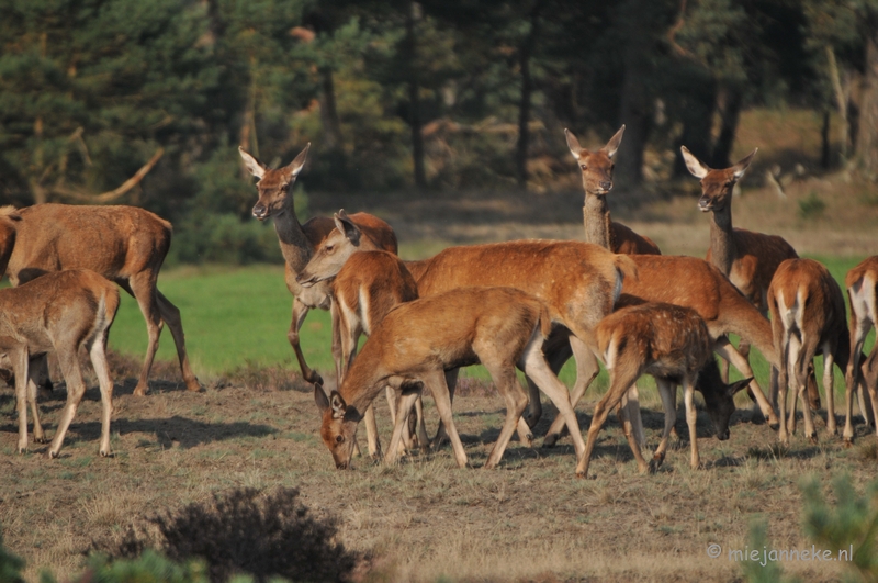 DSC_7603.JPG - Bronstijd Veluwe