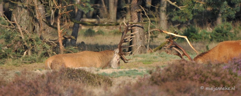 DSC_7607.JPG - Bronstijd Veluwe