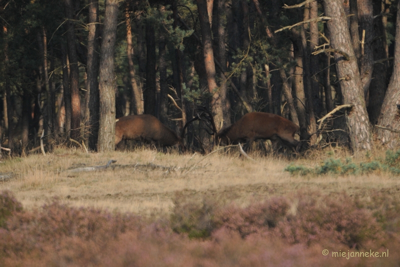 DSC_7614.JPG - Bronstijd Veluwe