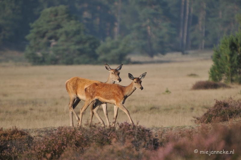 DSC_7618.JPG - Bronstijd Veluwe