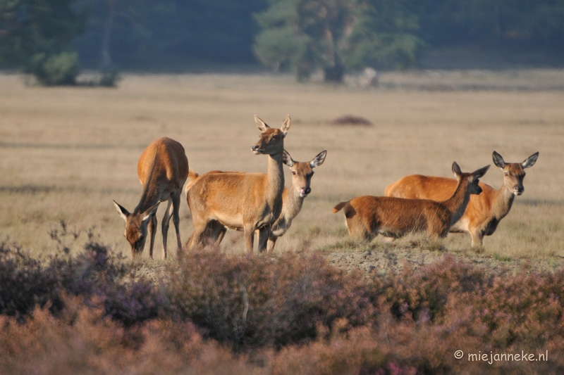 DSC_7621.JPG - Bronstijd Veluwe