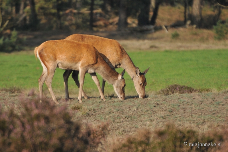 DSC_7630.JPG - Bronstijd Veluwe