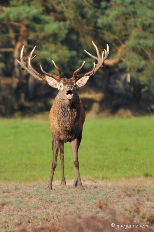 DSC_7643a.JPG - Bronstijd Veluwe