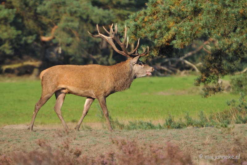 DSC_7645.JPG - Bronstijd Veluwe