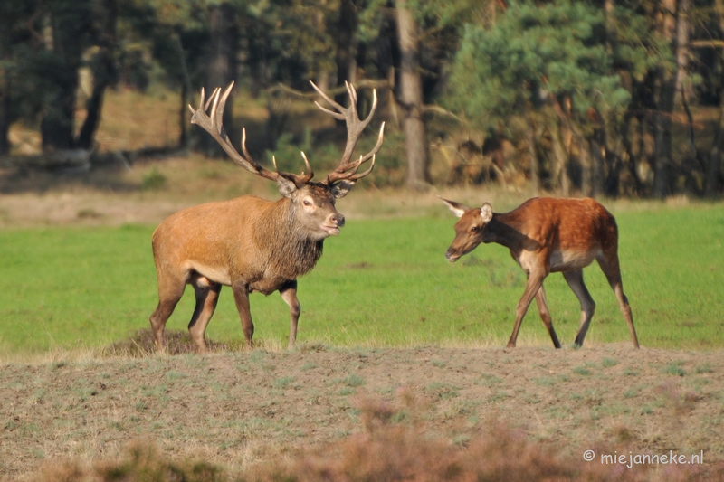 DSC_7648.JPG - Bronstijd Veluwe