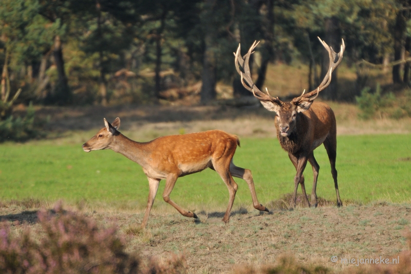 DSC_7649.JPG - Bronstijd Veluwe