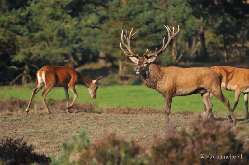 DSC_7654.JPG - Bronstijd Veluwe